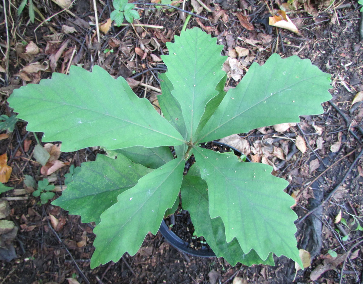 Image of Quercus michauxii specimen.