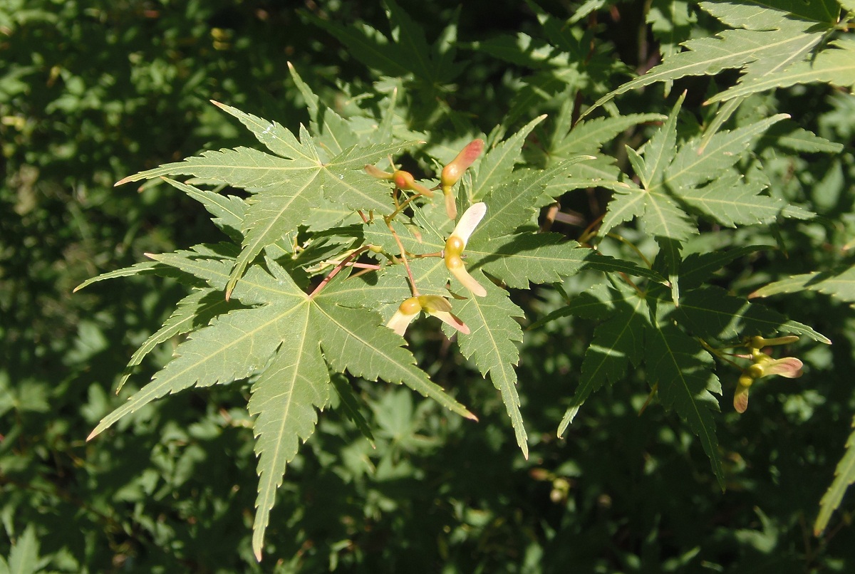 Image of Acer palmatum specimen.