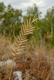 Agropyron pectinatum. Верхушка плодоносящего побега. Башкортостан, Кугарчинский р-н, окр. дер. Мурадымово, природный парк \"Мурадымовское ущелье\", долина р. Большой Ик, травянисто-степной склон на скальном массиве вдоль реки. 2 сентября 2018 г.