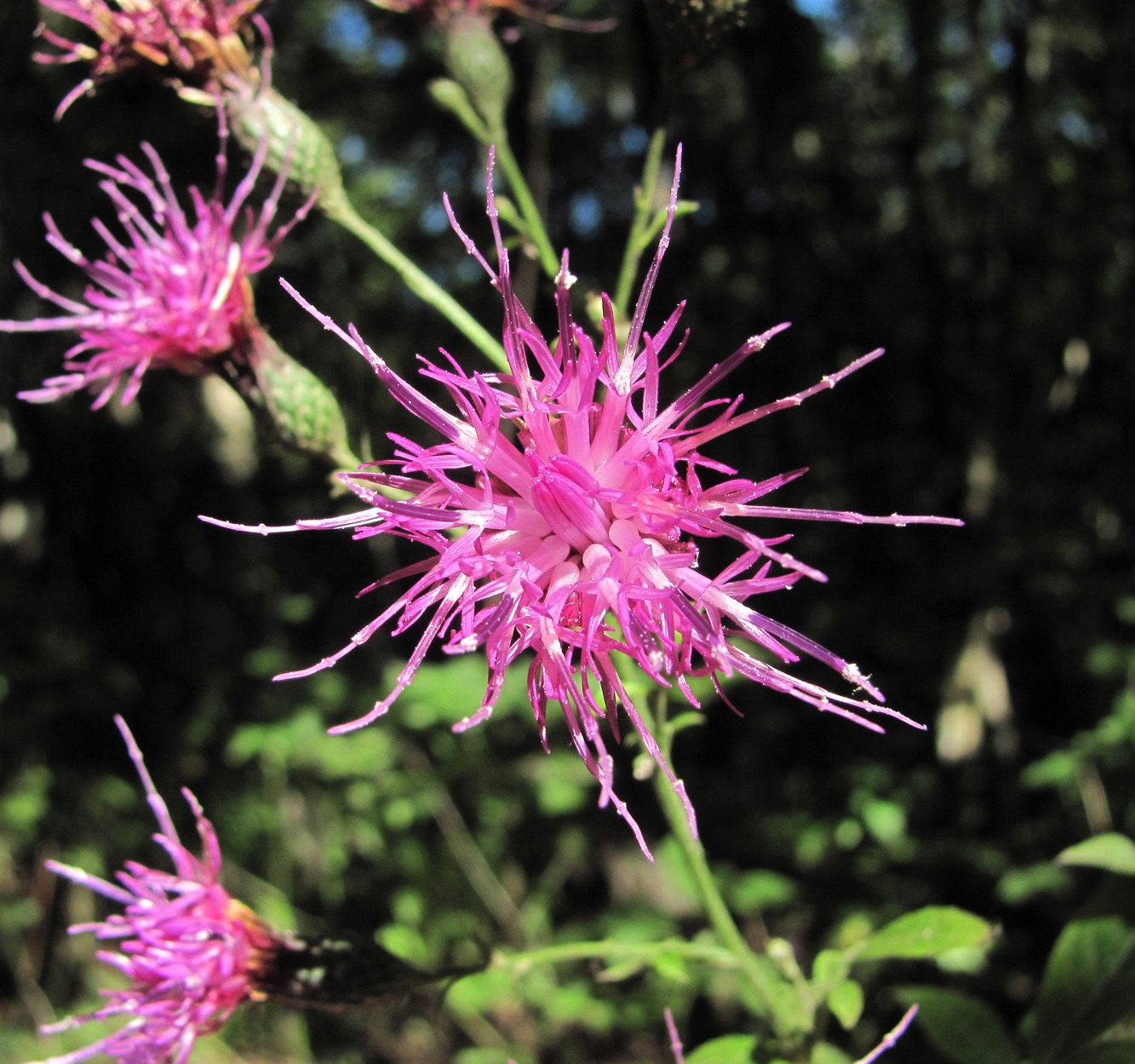 Image of Klasea quinquefolia specimen.