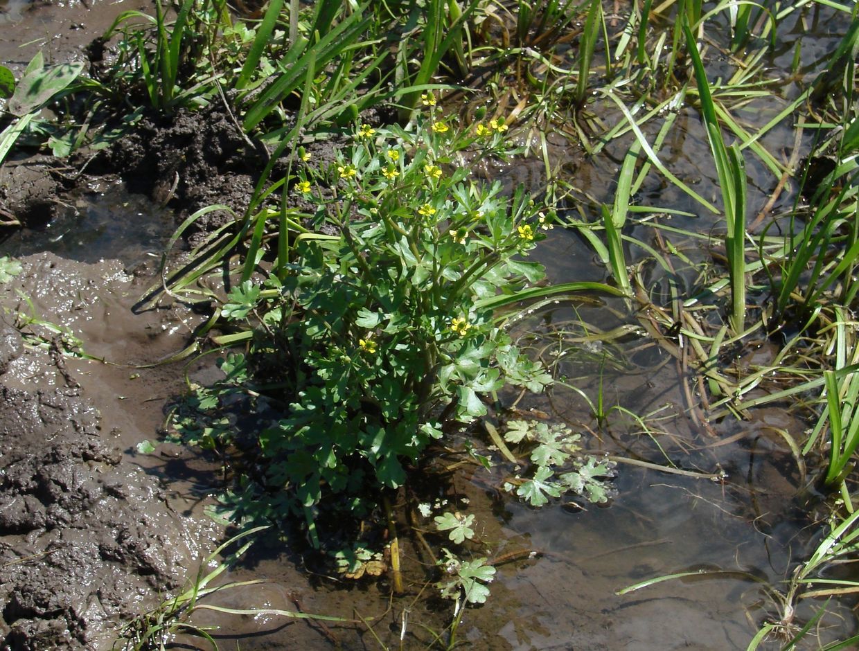 Image of Ranunculus sceleratus specimen.