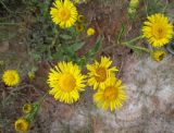 Inula caspica