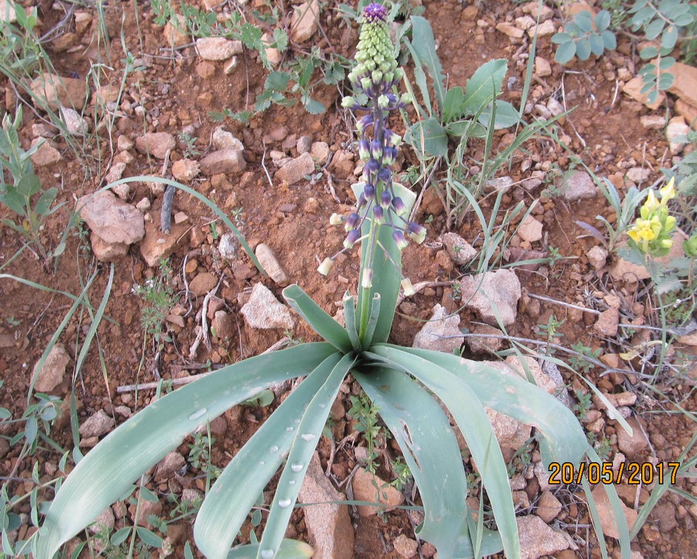 Image of Leopoldia longipes specimen.