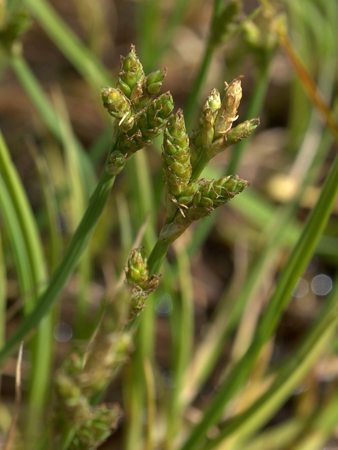 Image of Carex mackenziei specimen.