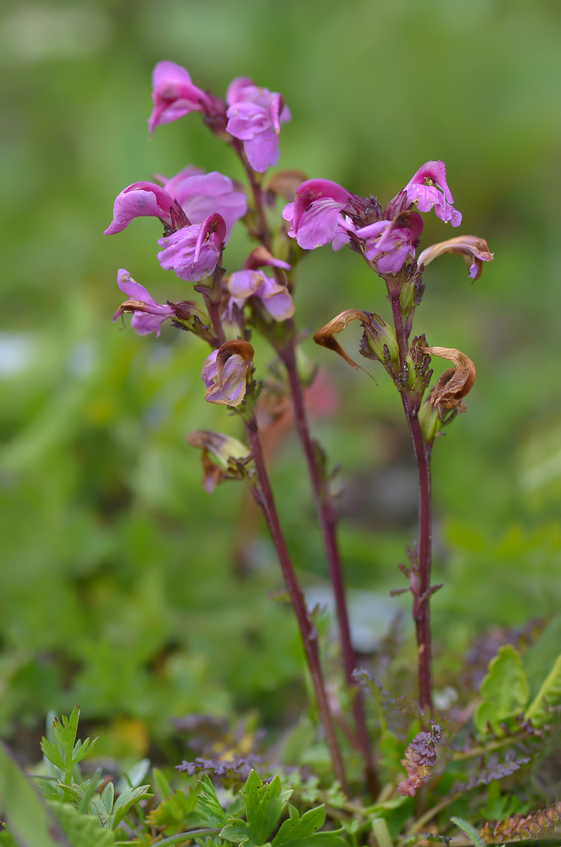 Image of Pedicularis nordmanniana specimen.