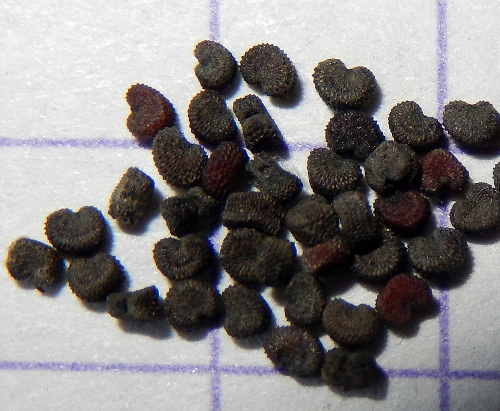 Image of Silene italica specimen.