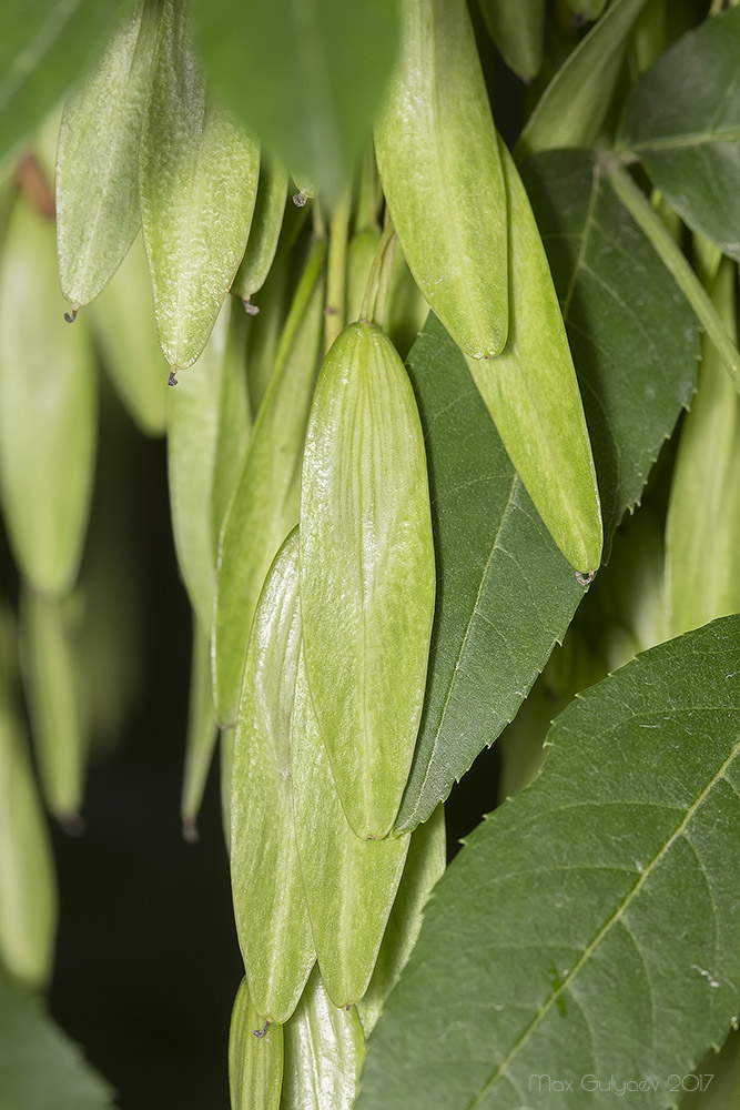 Image of genus Fraxinus specimen.