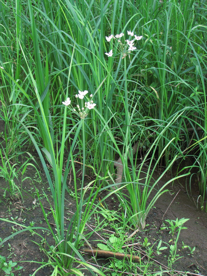 Изображение особи Butomus umbellatus.