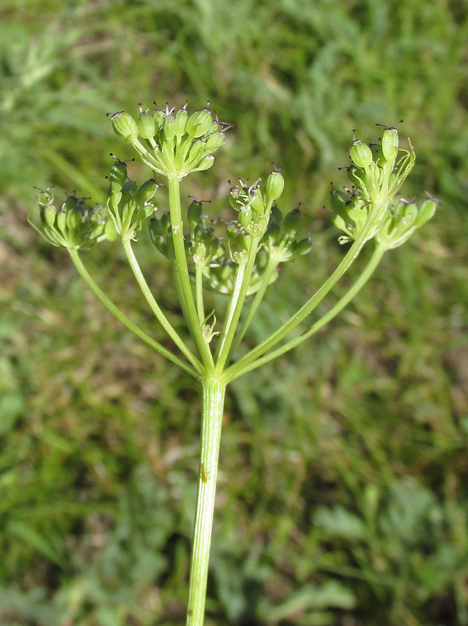 Изображение особи Peucedanum vaginatum.