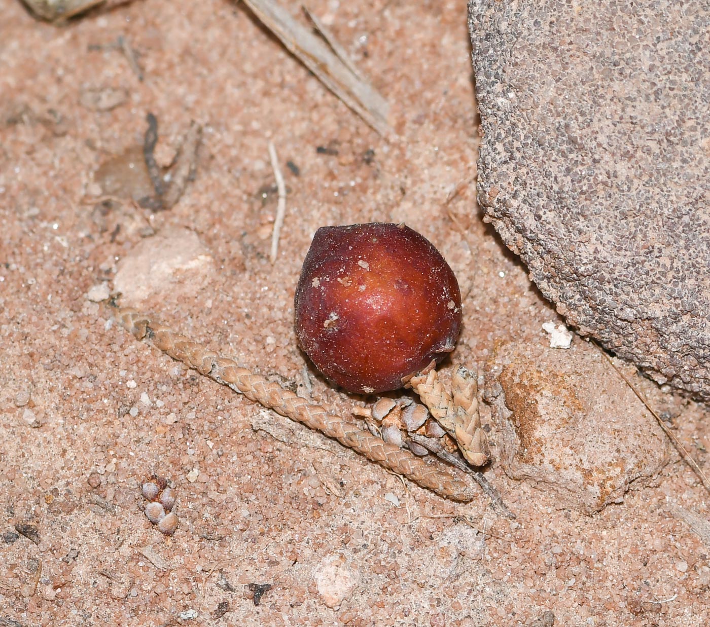 Image of Juniperus phoenicea specimen.