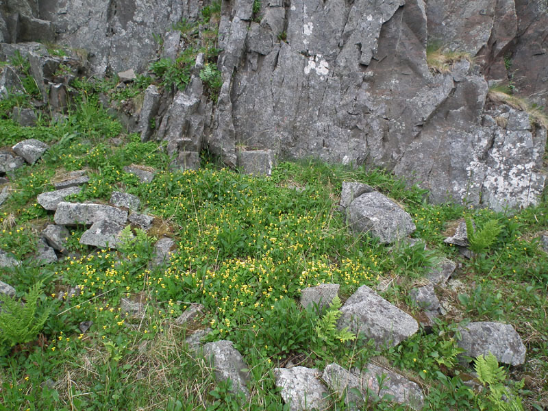 Image of Viola biflora specimen.