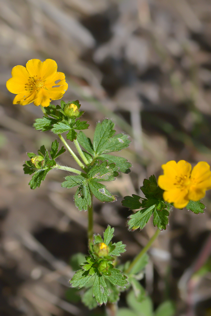 Image of genus Potentilla specimen.