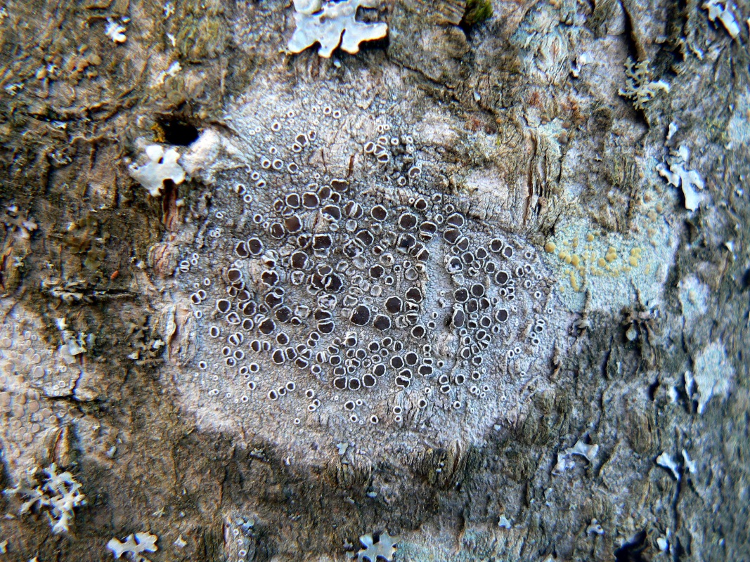 Image of Lecanora chlarotera specimen.