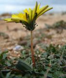 Taraxacum hybernum