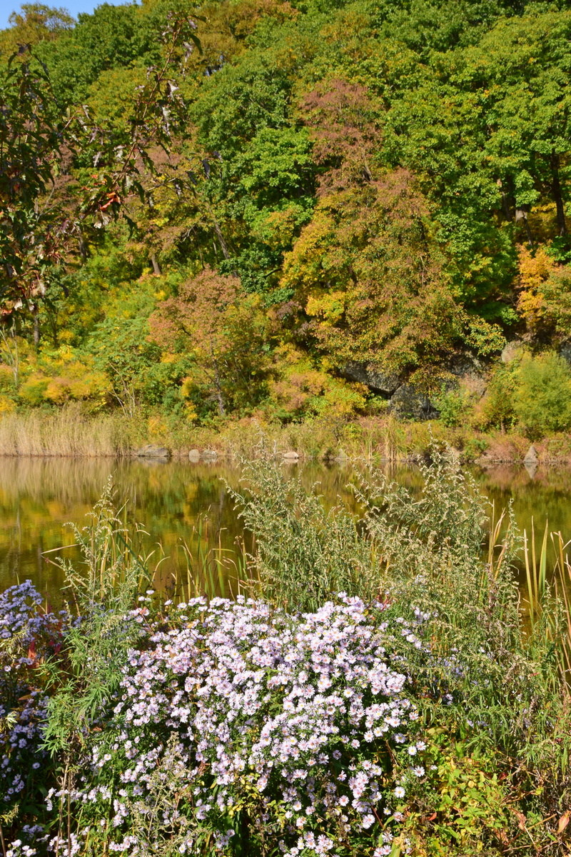 Image of Symphyotrichum novi-belgii specimen.