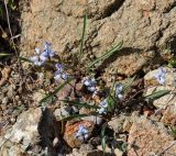 Hyacinthella millingenii