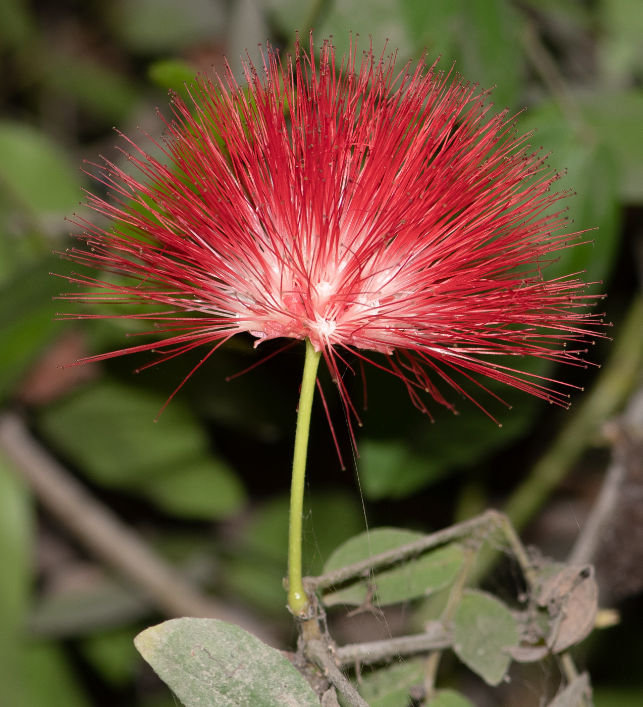 Image of Calliandra trinervia var. carbonaria specimen.