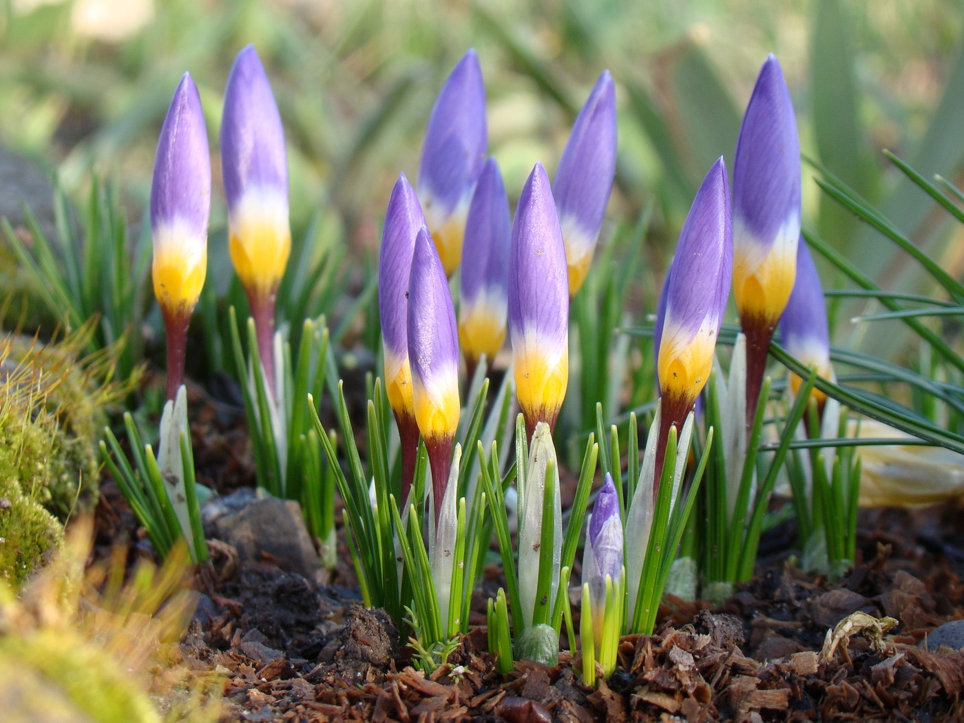 Изображение особи Crocus sieberi ssp. sublimis.