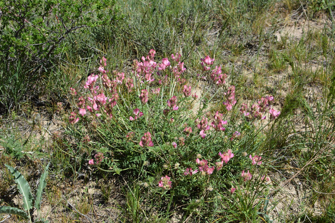 Image of Hedysarum pallidiflorum specimen.