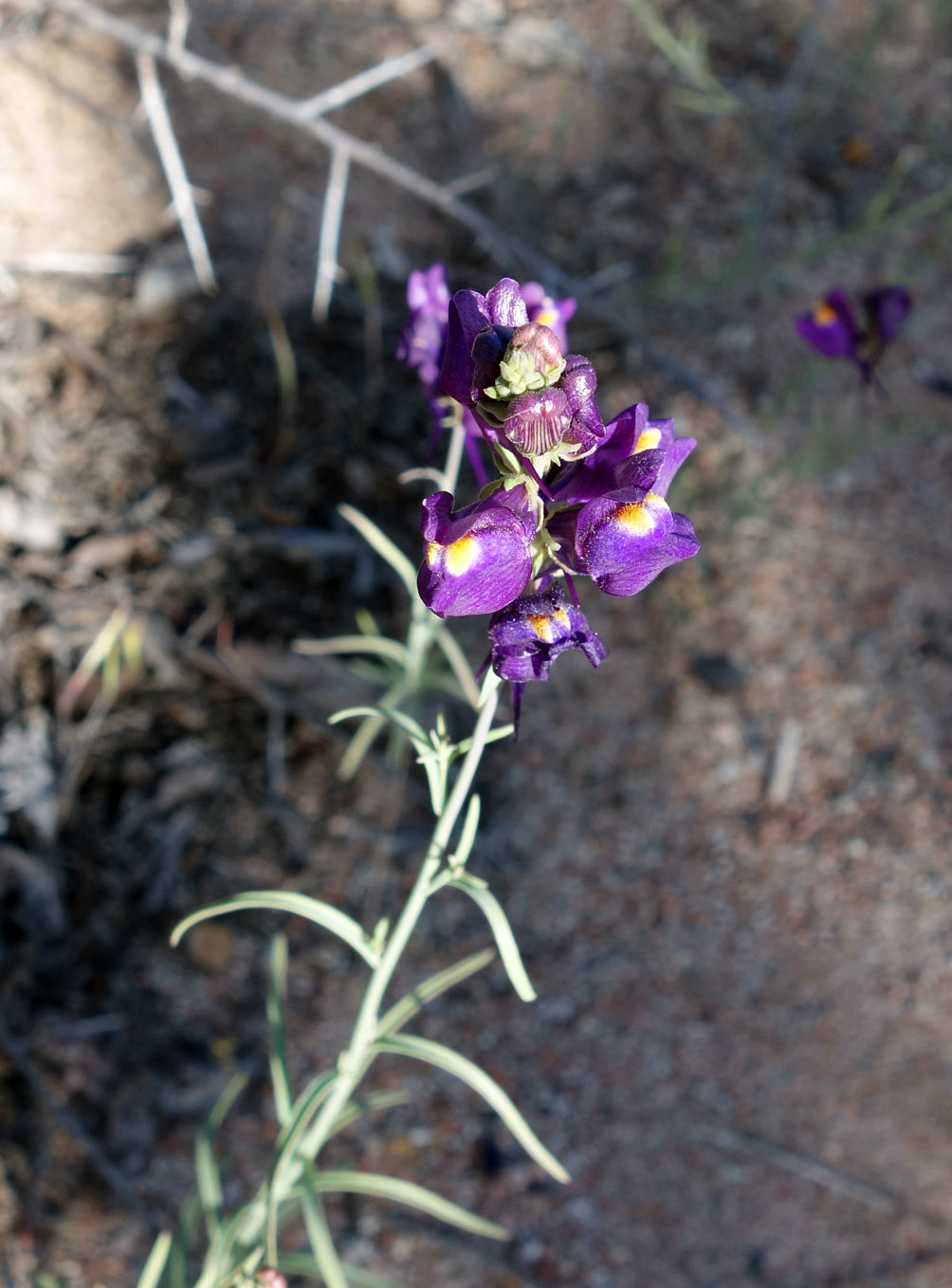 Изображение особи Linaria transiliensis.