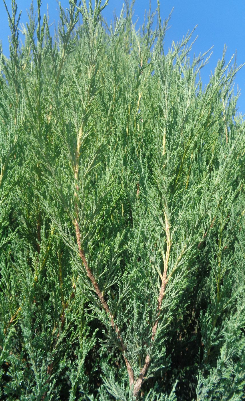 Image of Juniperus scopulorum specimen.