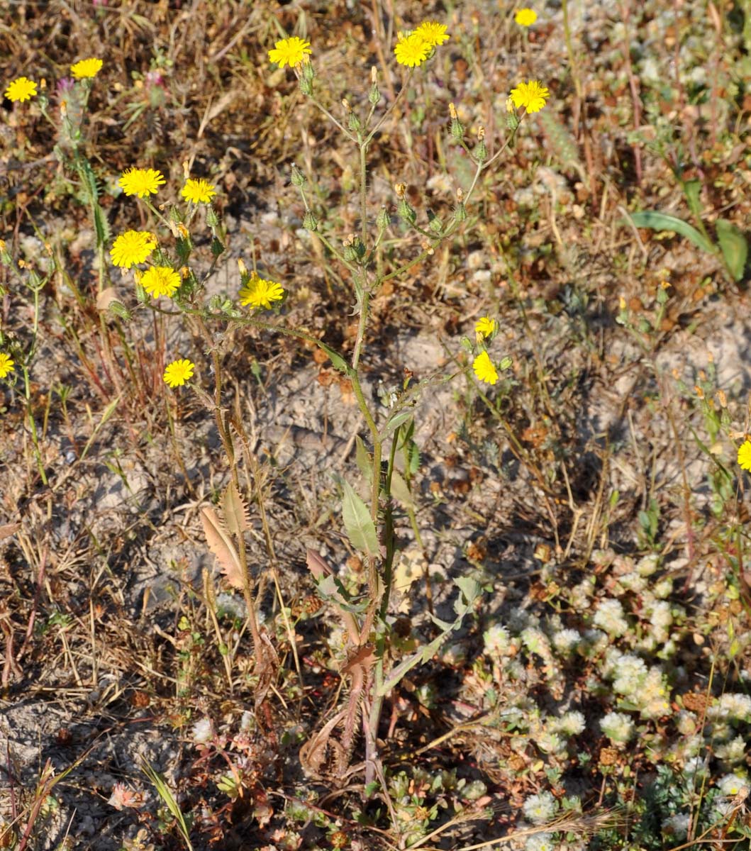 Изображение особи Crepis aspera.