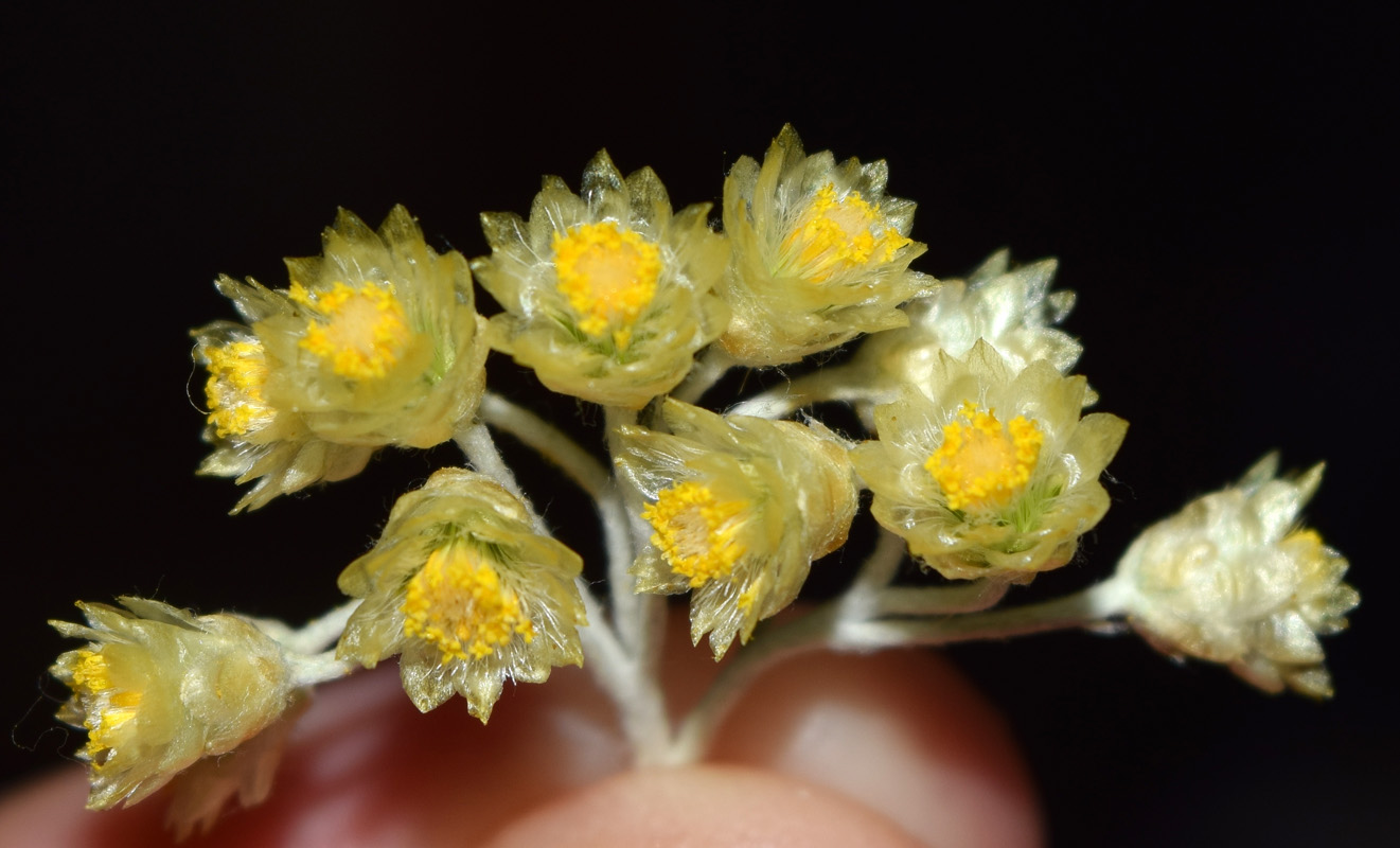 Изображение особи семейство Asteraceae.