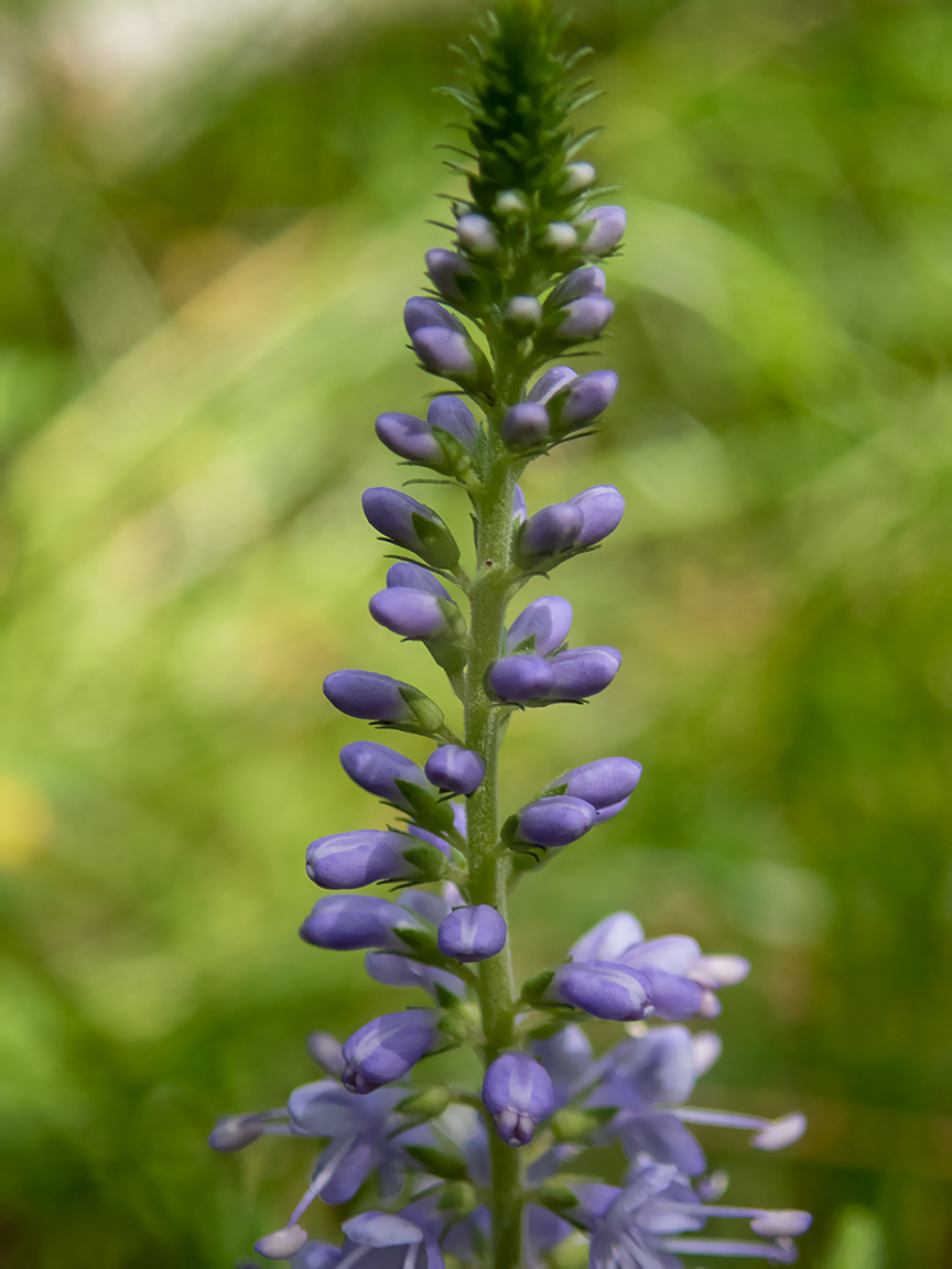 Image of Veronica longifolia specimen.