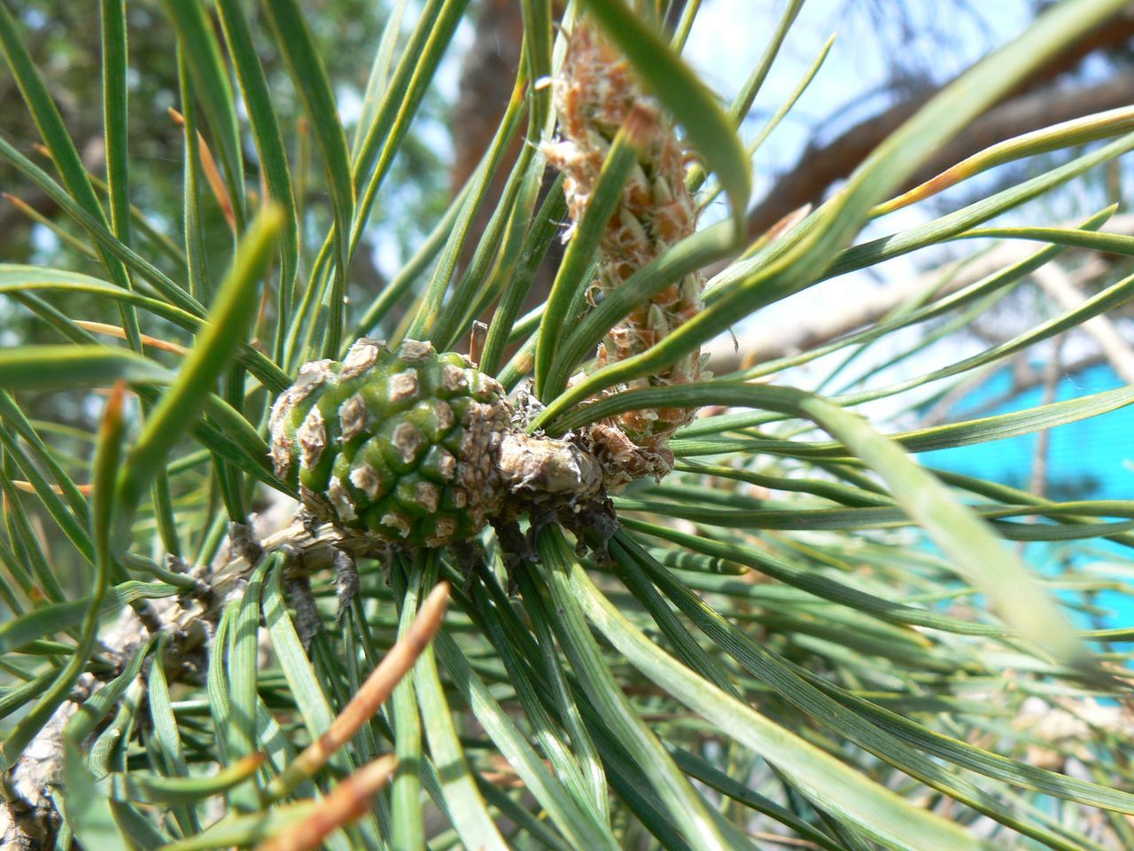 Изображение особи Pinus sylvestris.