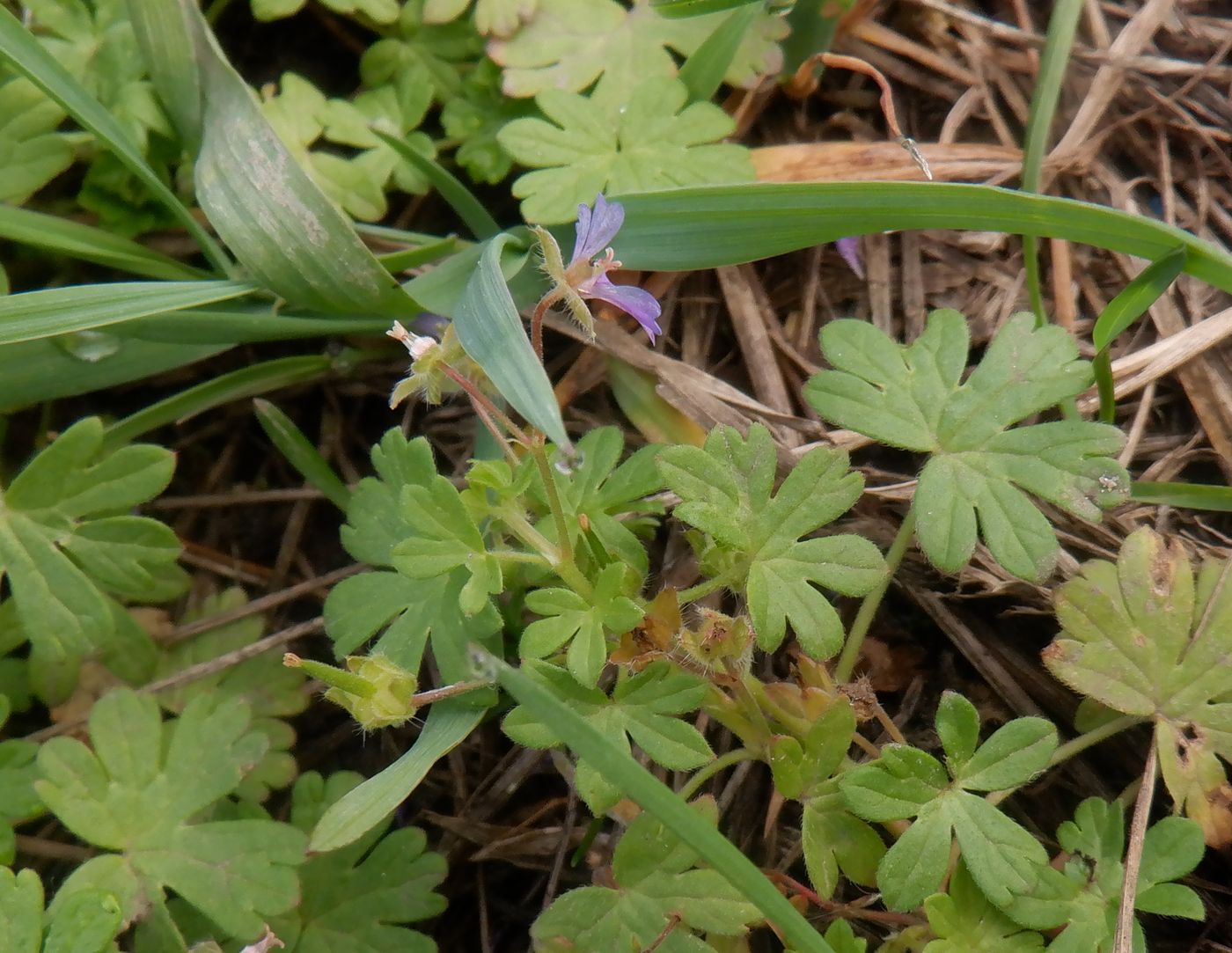 Image of genus Geranium specimen.