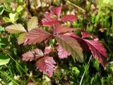 Rubus arcticus