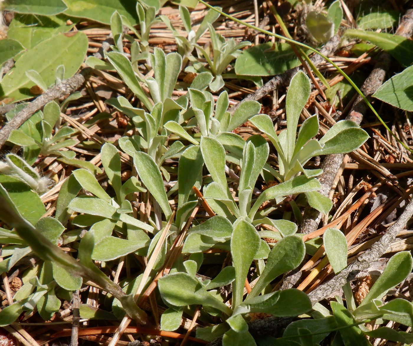 Image of Antennaria dioica specimen.