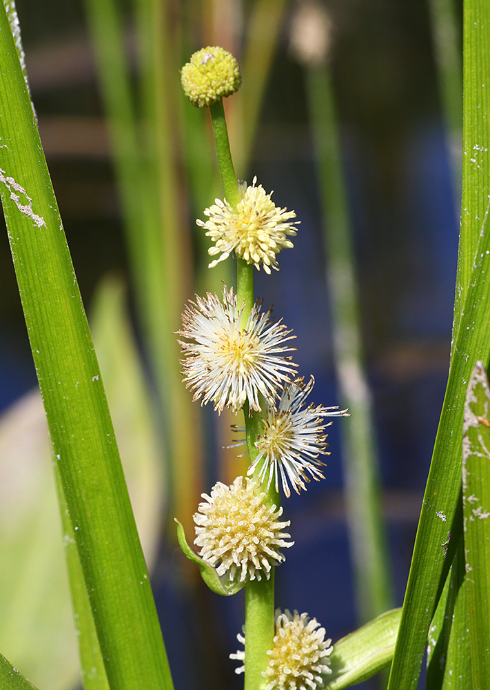 Изображение особи Sparganium japonicum.