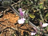 Stachys cretica subspecies smyrnaea. Часть соцветия. Греция, о. Родос, фригана севернее мыса Прасониси. 9 мая 2011 г.