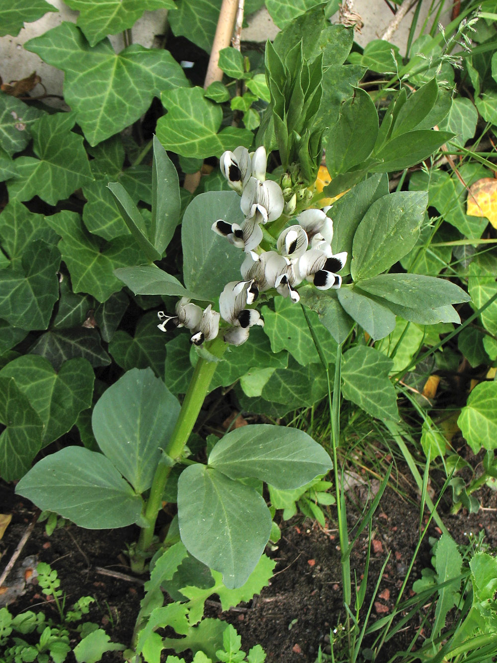 Image of Vicia faba specimen.