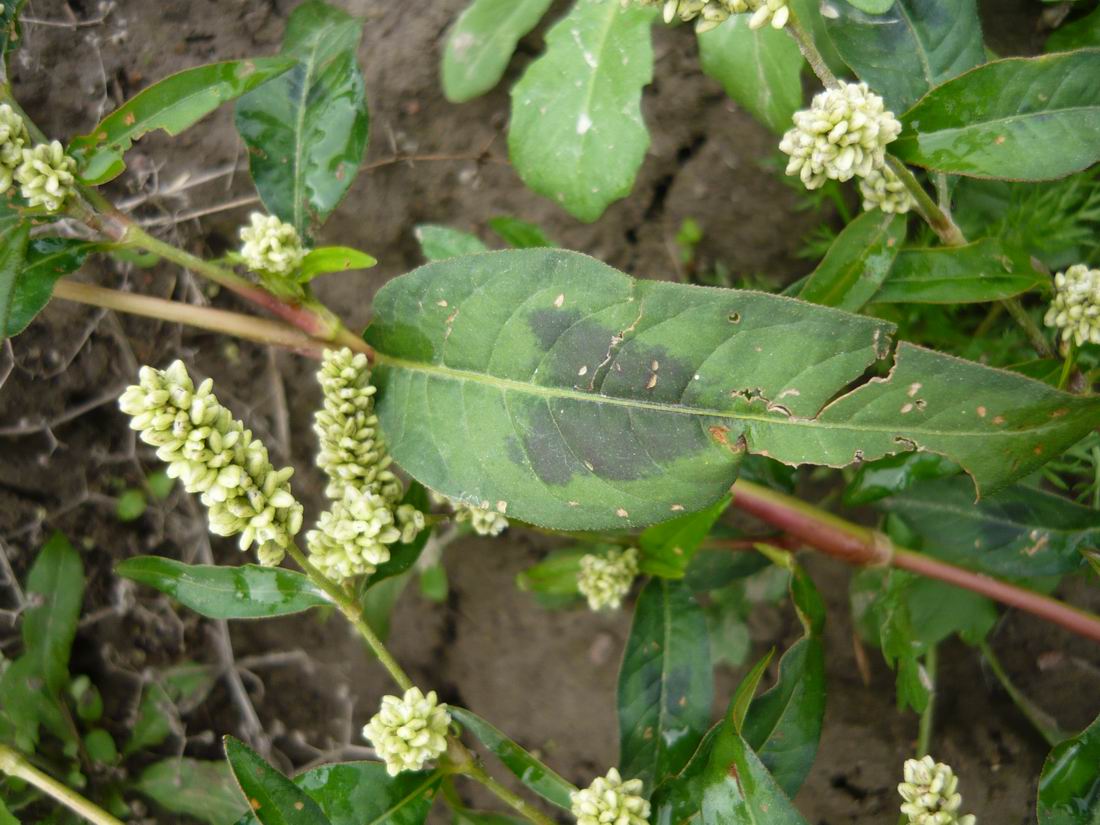 Изображение особи Persicaria lapathifolia.