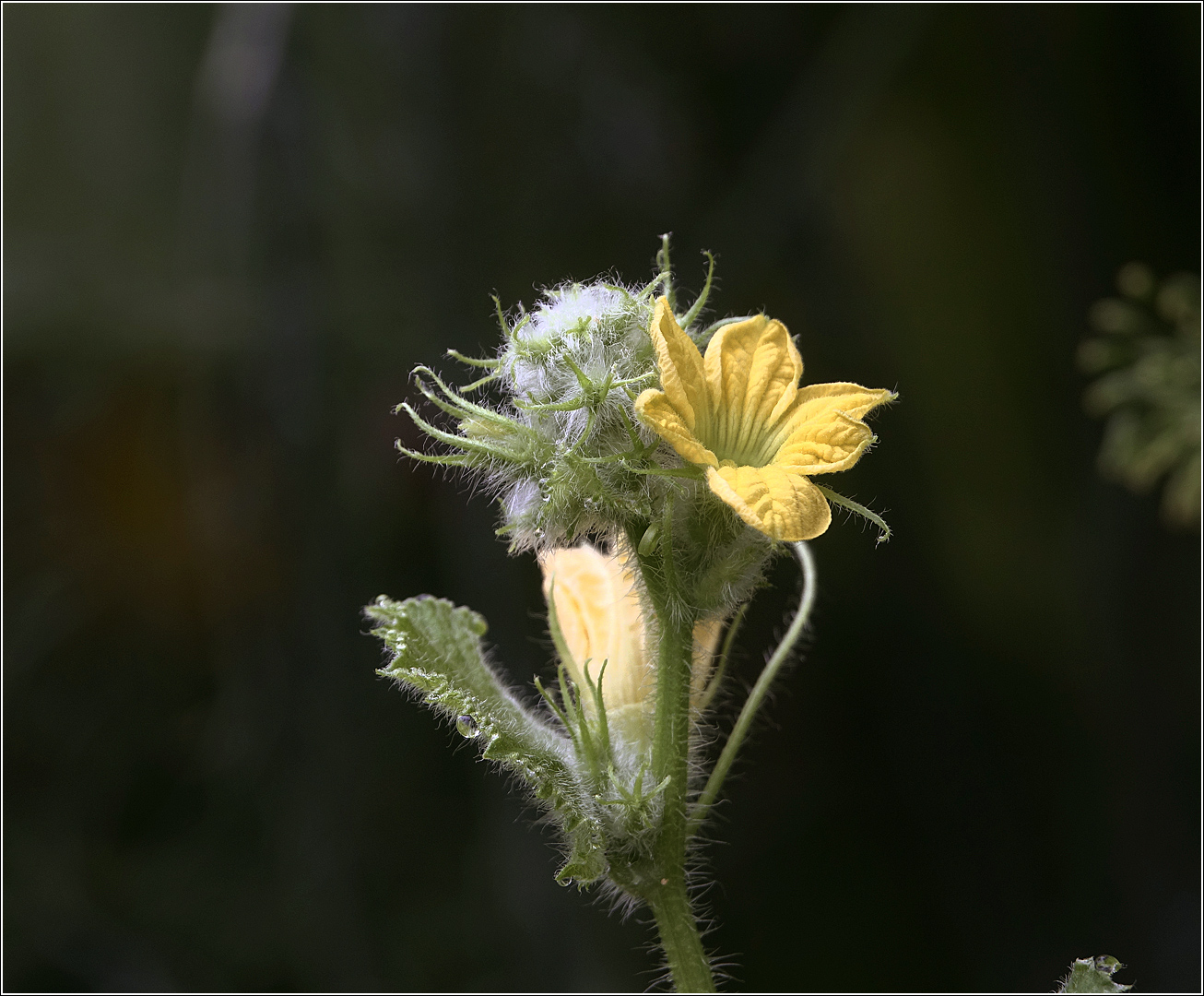 Image of Melo sativus specimen.