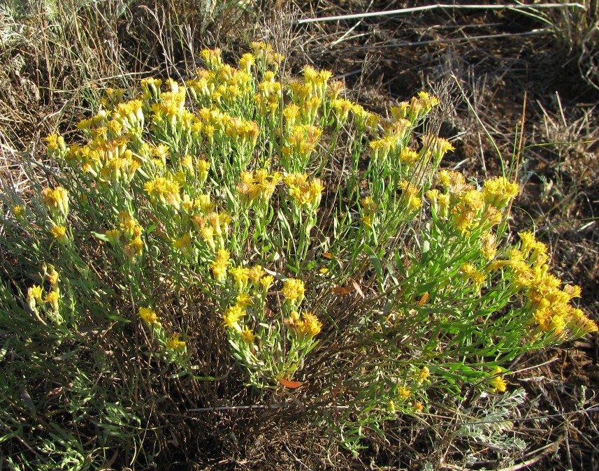 Image of Galatella tatarica specimen.