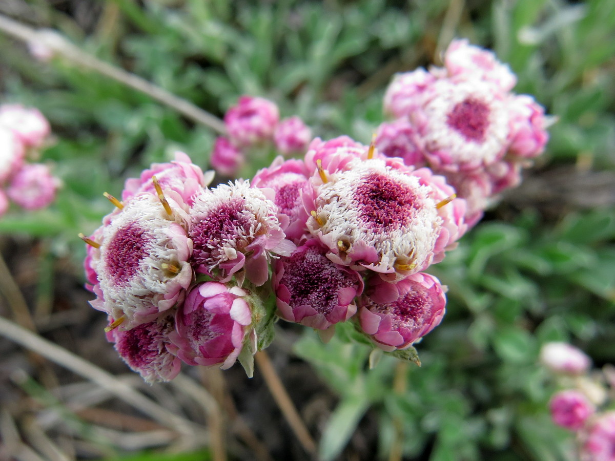 Image of Antennaria dioica specimen.