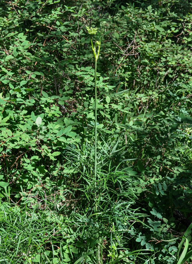 Image of Cenolophium fischeri specimen.