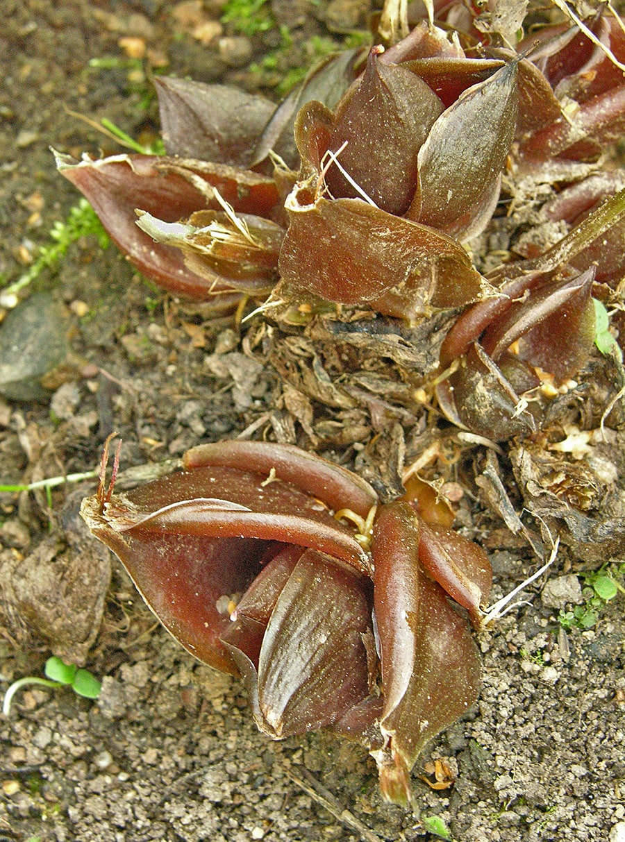 Изображение особи Corydalis ellipticarpa.