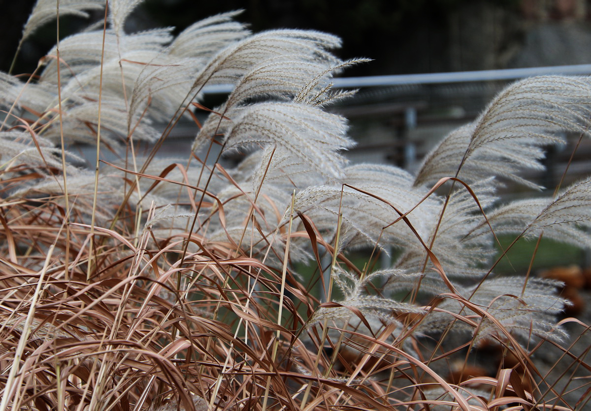 Изображение особи род Miscanthus.