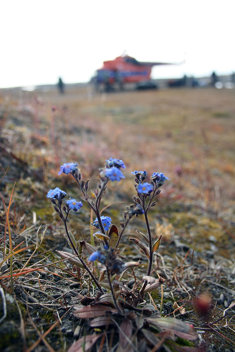 Изображение особи род Myosotis.