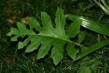 Acanthus mollis