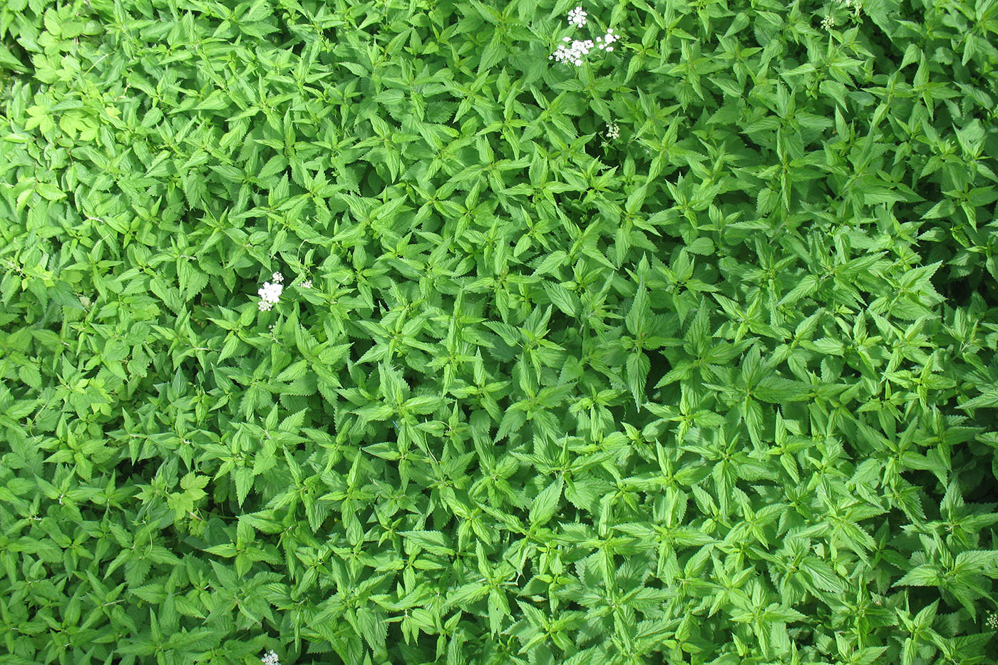 Image of Urtica dioica specimen.