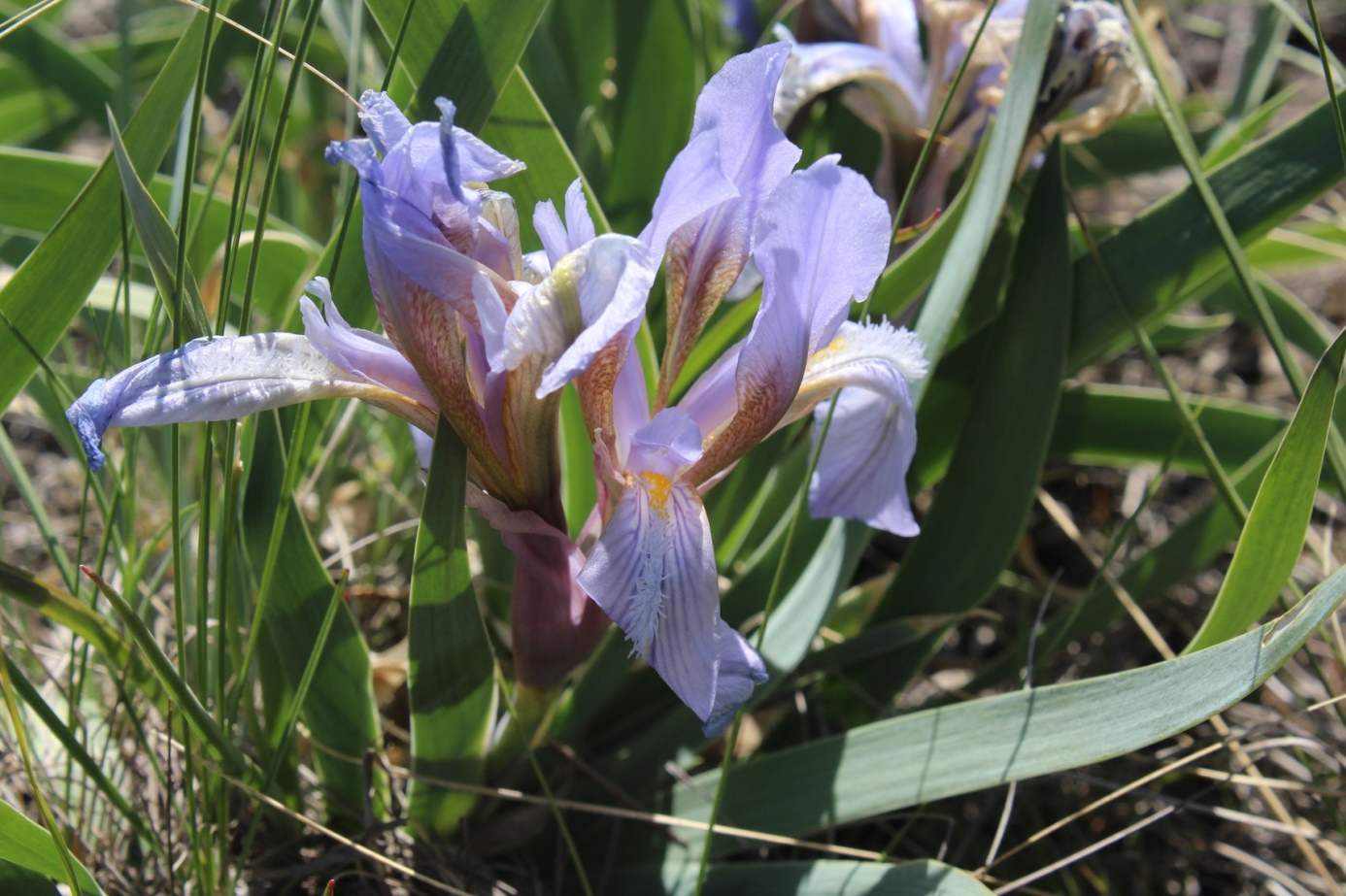 Изображение особи Iris glaucescens.