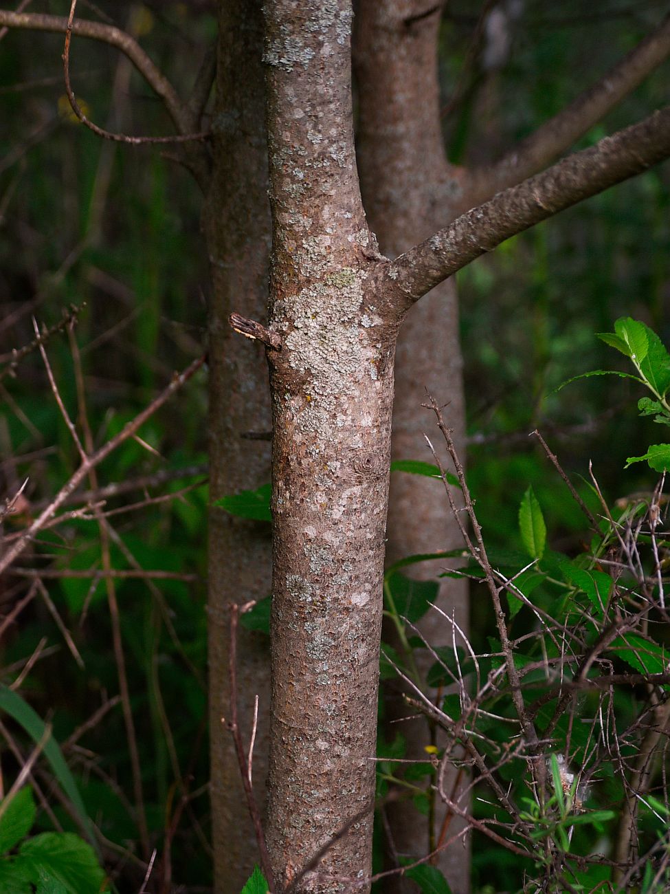 Image of Salix cinerea specimen.