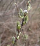 Salix cinerea