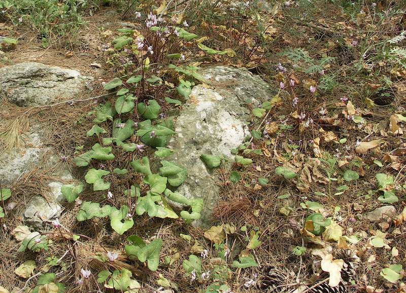 Image of Cyclamen persicum specimen.