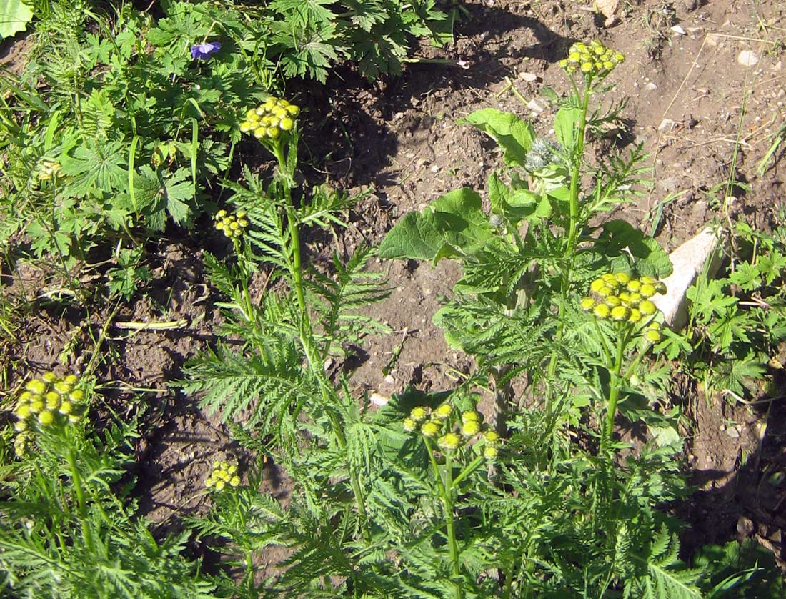 Image of Tanacetum vulgare specimen.